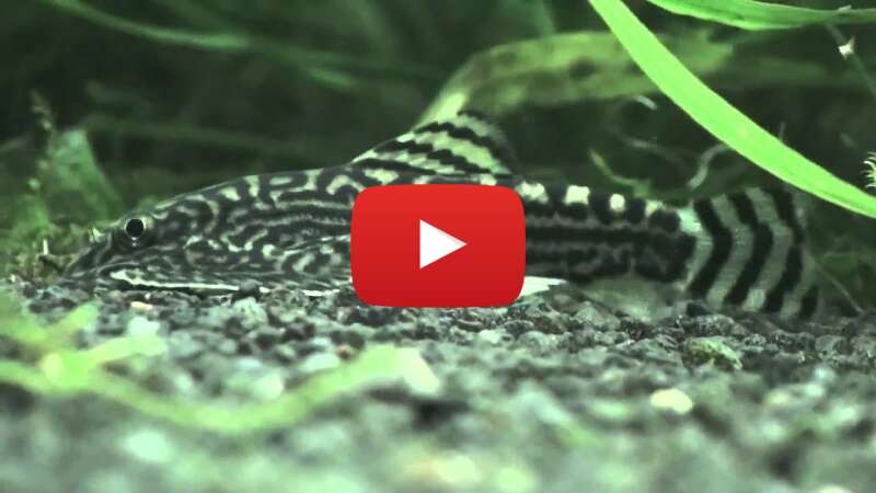 Video dKUG49AbfDY abspielen