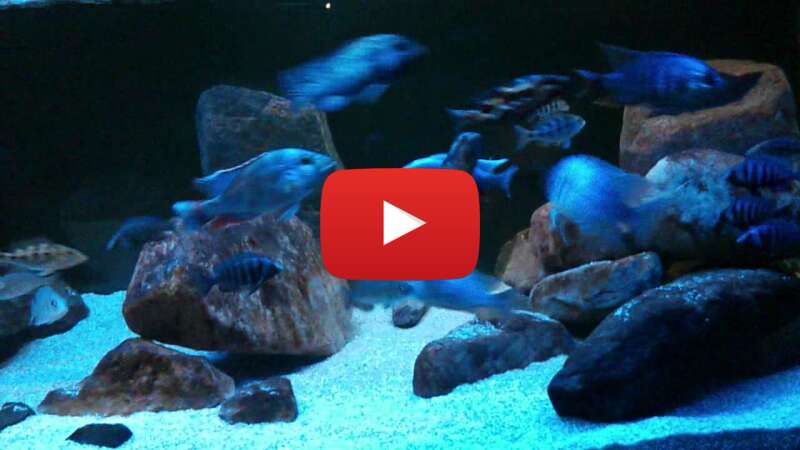 Video dMMAe6BGfGU abspielen