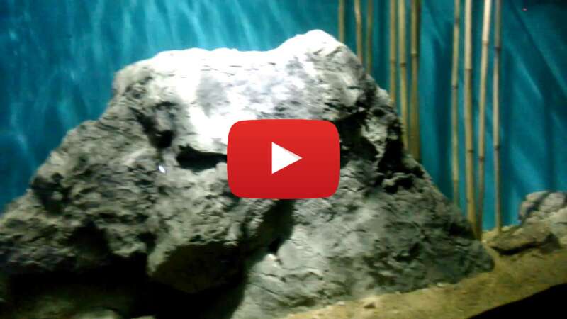 Video dPSs4dXMerk abspielen