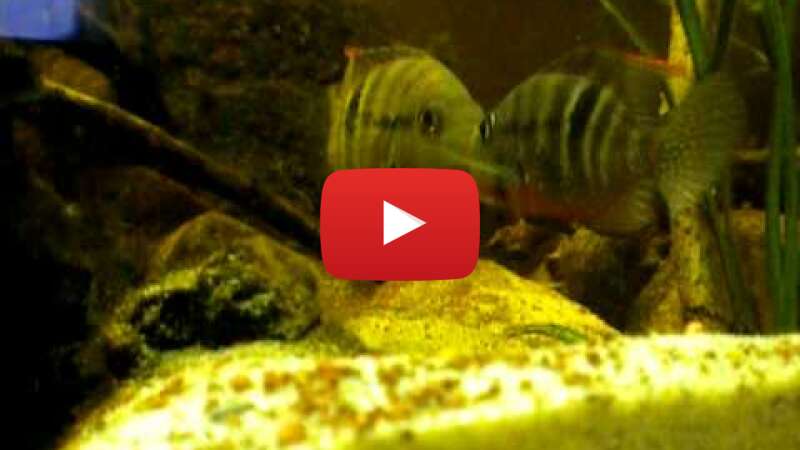 Video dSn2LLqHV-8 abspielen