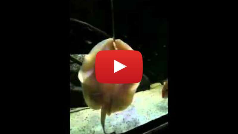 Video dTe17IifIpg abspielen