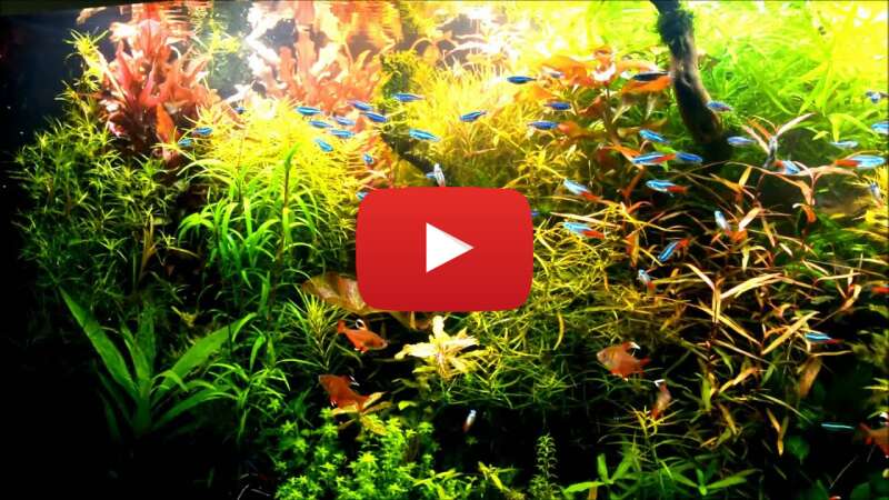 Video dTr_ftBtpP8 abspielen