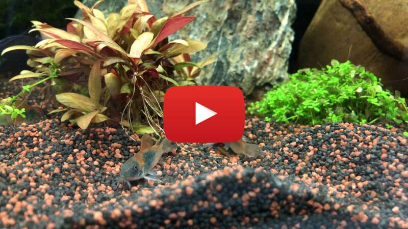 Video dUfOiJtTtcw abspielen