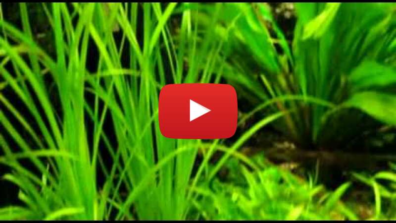 Video dX3QUr1GJxk abspielen