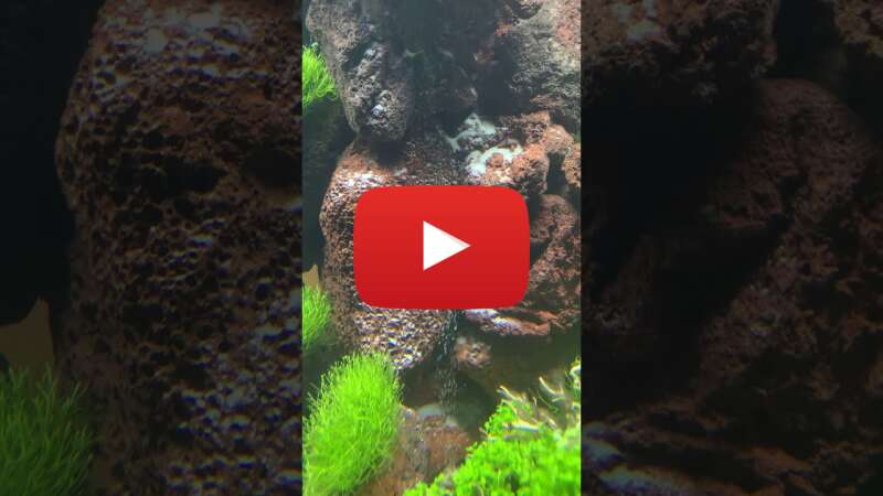 Video dcOE1XkqQNw abspielen