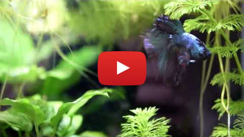 Video ddGWKf8tHN8 abspielen