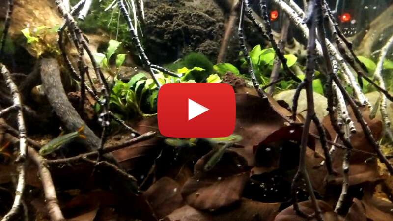 Video dpT15YmwFkI abspielen