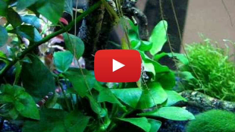 Video dqtSt0vTW9Y abspielen