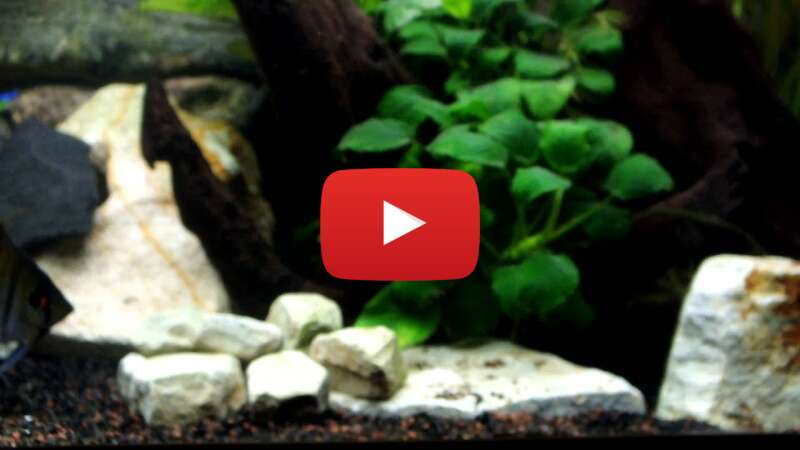 Video drebhMxjd1I abspielen