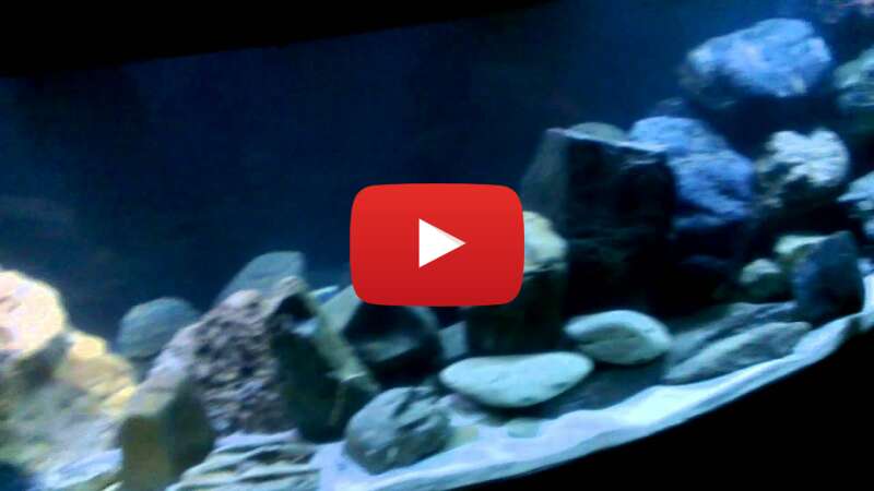 Video dwXaRQldLv4 abspielen