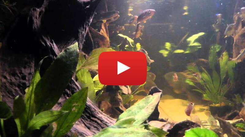 Video dxh3VRc_9eM abspielen