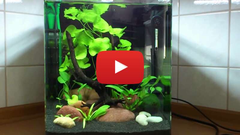 Video dynYFz-KfWc abspielen