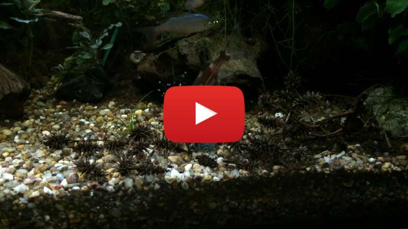 Video e0beGsvtcGE abspielen