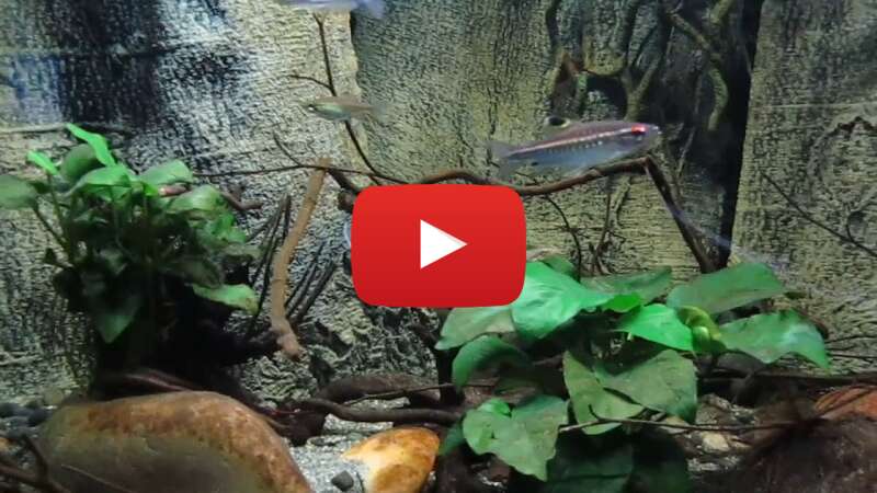 Video e22uyPOVoVw abspielen