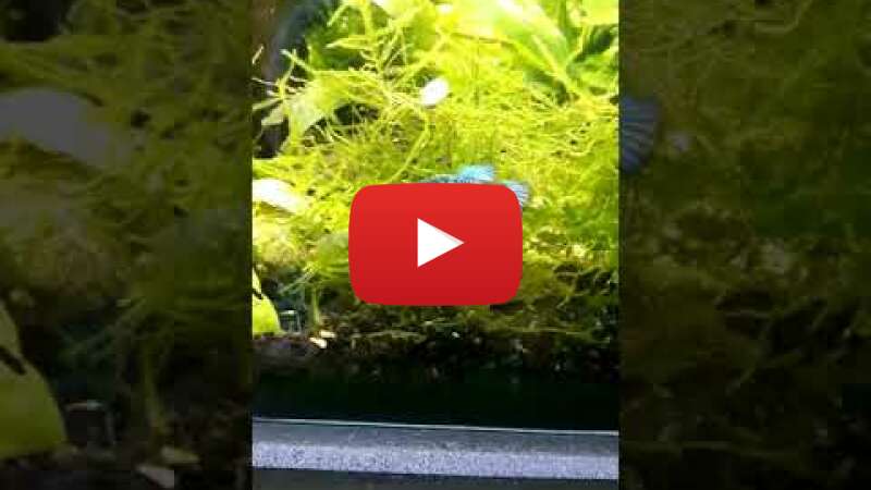 Video e77ey-4ZLSc abspielen