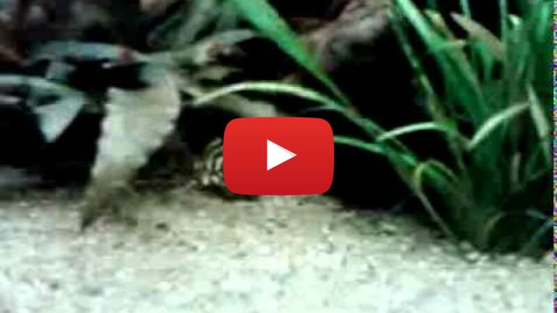 Video e8qvRAHfS-M abspielen