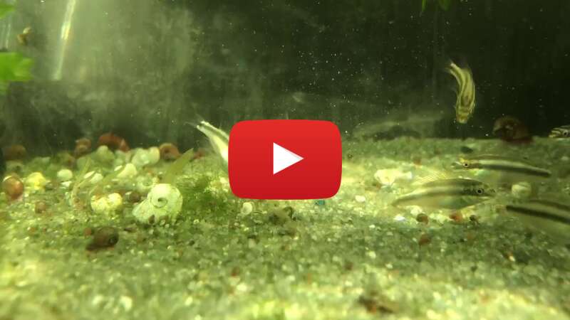 Video eAO34M0A5yk abspielen