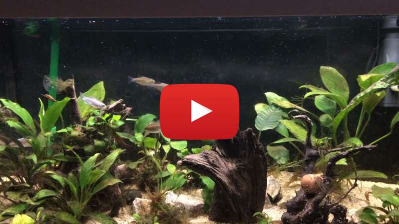 Video eCYb7sJUOCE abspielen