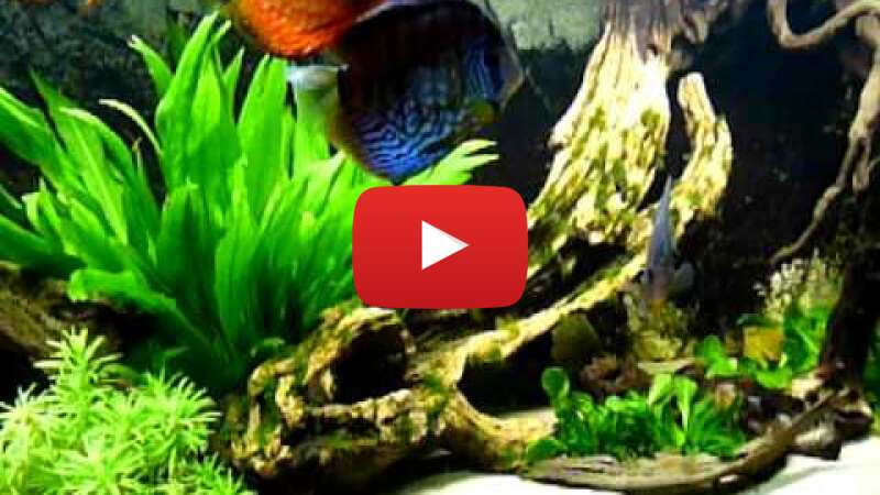 Video eEv6yZ0AX_A abspielen