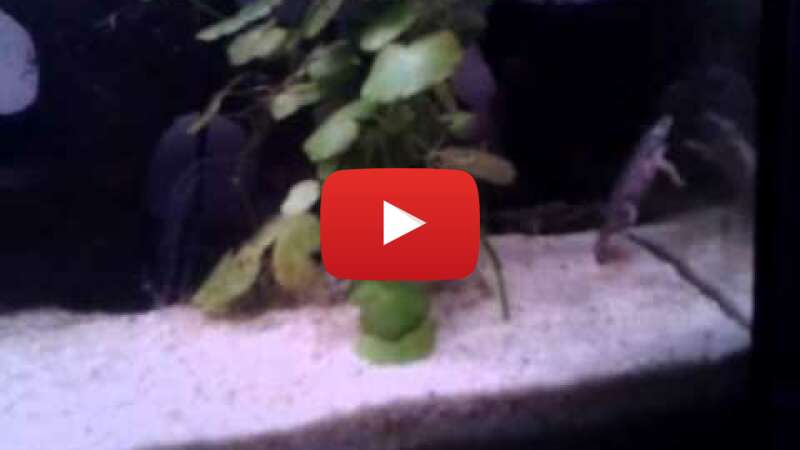 Video eFRQYrYGIec abspielen