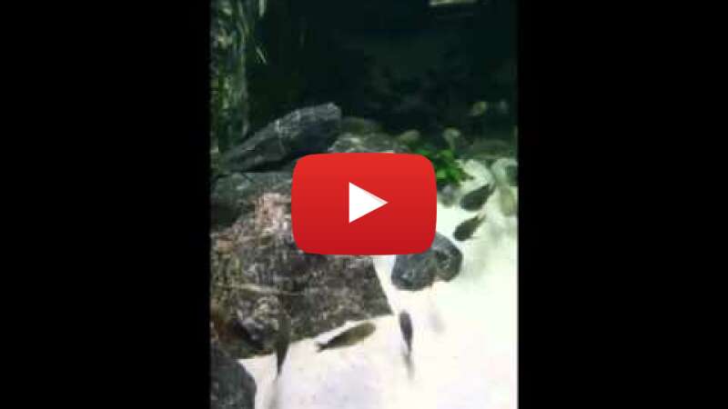 Video eFRYiz1H0yo abspielen