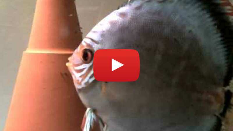 Video eFy2ODITt10 abspielen