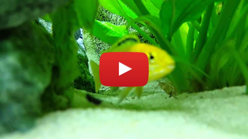 Video eIaAPhqjah4 abspielen