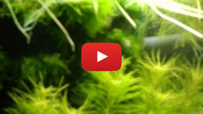 Video eMqP038Pnu0 abspielen