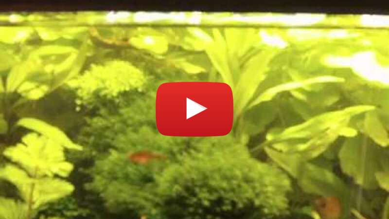 Video eUrGkumOjiI abspielen