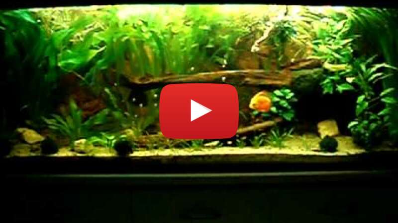 Video eXM1mm-IaoY abspielen