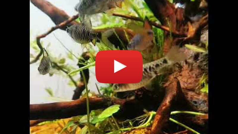 Video eY48R_C06iw abspielen