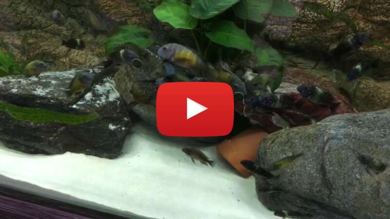 Video eYAQye0tCuY abspielen