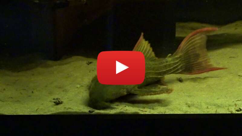 Video eau_1TUaRbQ abspielen