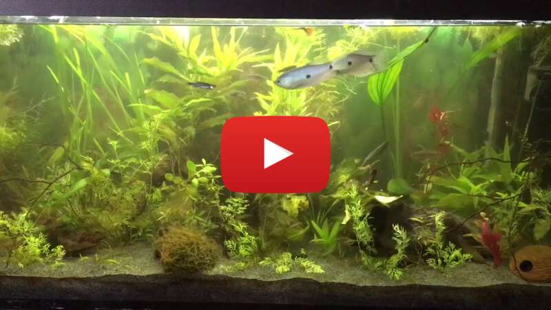 Video ed30aNHgn6k abspielen