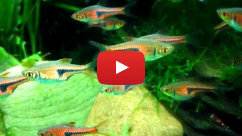 Video ed8RdX5XxzQ abspielen