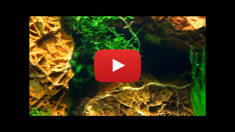 Video eepMxqVEsmk abspielen