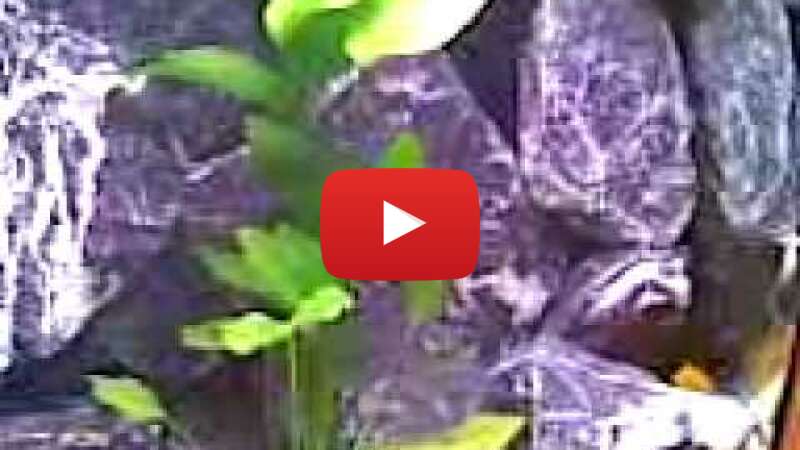 Video ejPyntXHgDA abspielen