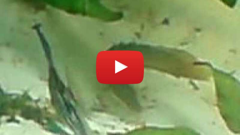 Video emNph20uQ6w abspielen