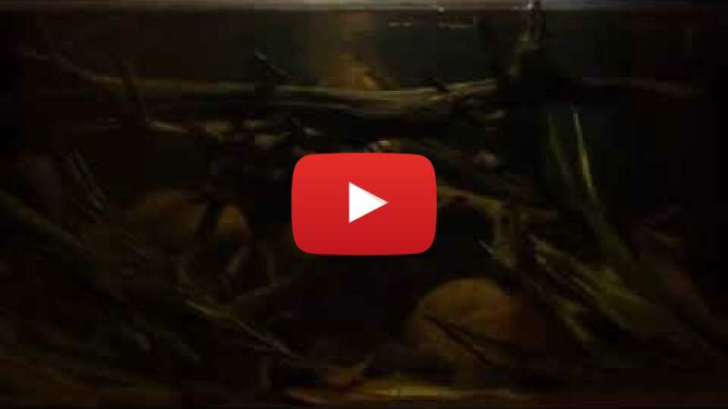 Video eoJw-fwvn4o abspielen