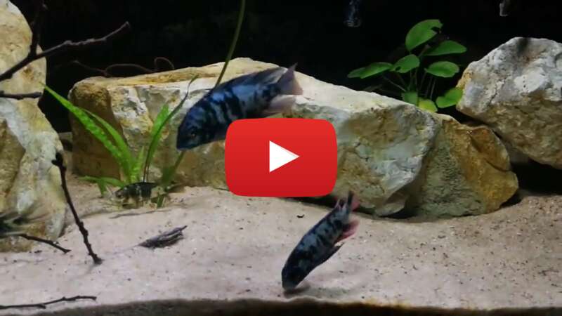 Video epj8-mjbyHM abspielen