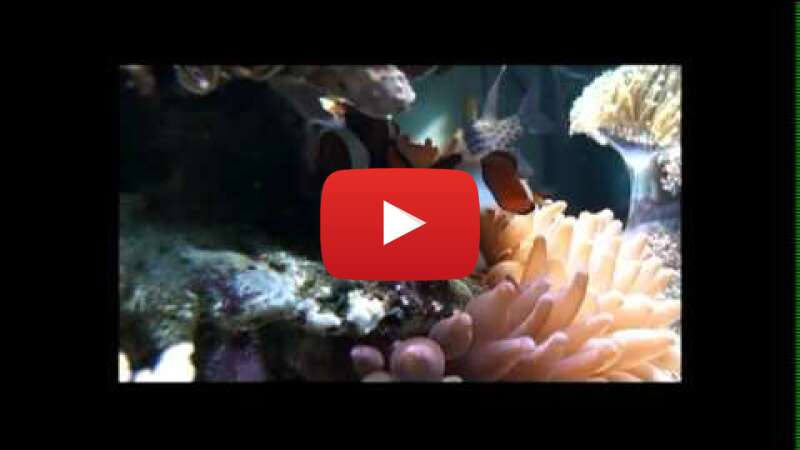 Video eq0Sl1IYgfE abspielen