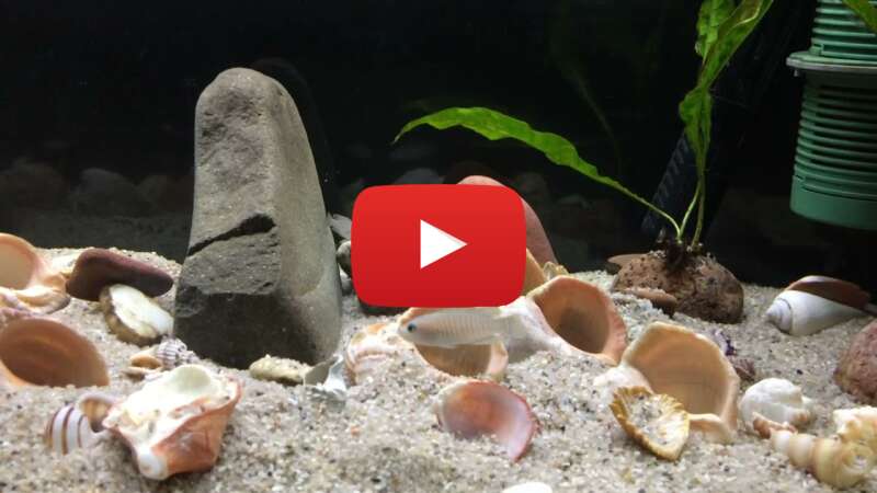 Video ersX7se3mag abspielen