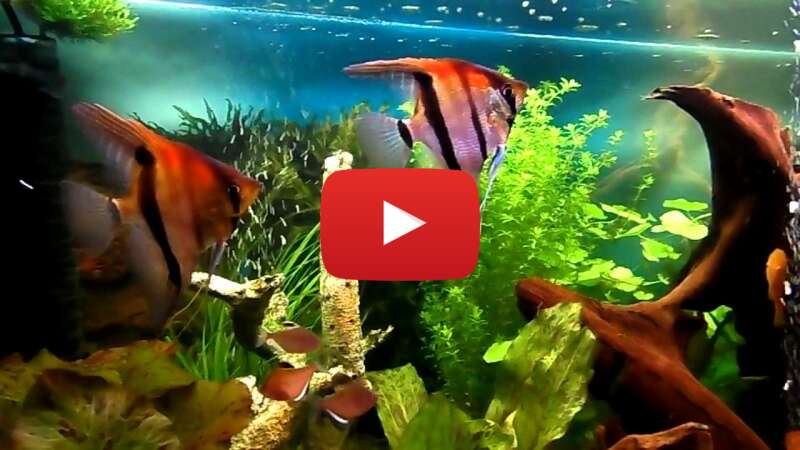 Video esZw4NqnzLc abspielen