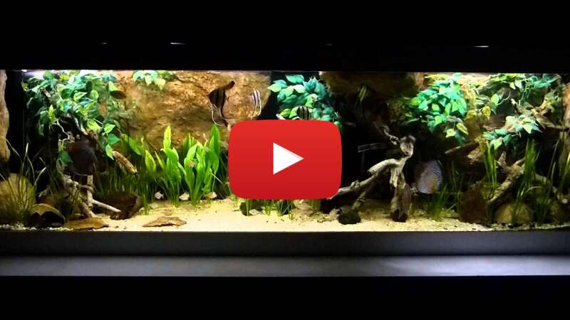 Video evt6P5MGyO0 abspielen