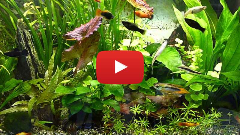 Video f76hpGmkGHI abspielen