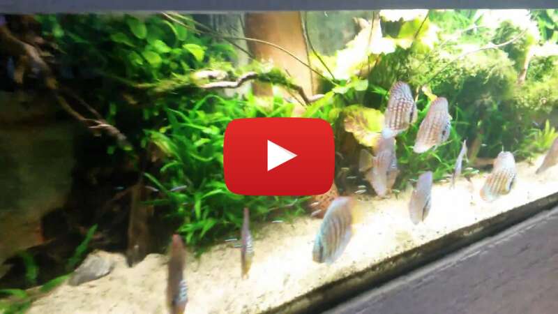 Video f83_LWTa4Y4 abspielen