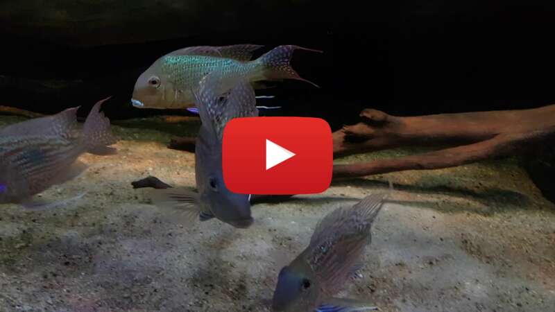 Video fAiXFYQKH6A abspielen