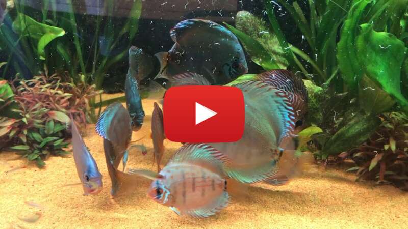 Video fM1vGEIbMeQ abspielen