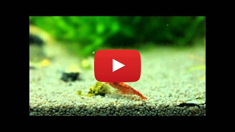 Video fSeiU2rau60 abspielen