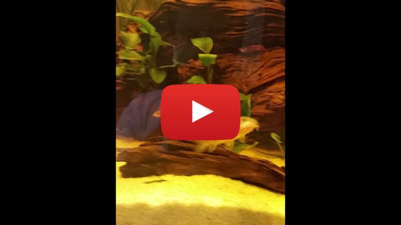 Video fSrnn-LNcvs abspielen